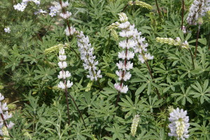 Lupinus densiflorus microcarpus